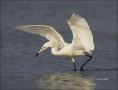 Florida;Southeast-USA;Reddish-Egret;White-Morph;Foraging;Egretta-rufescens;feedi